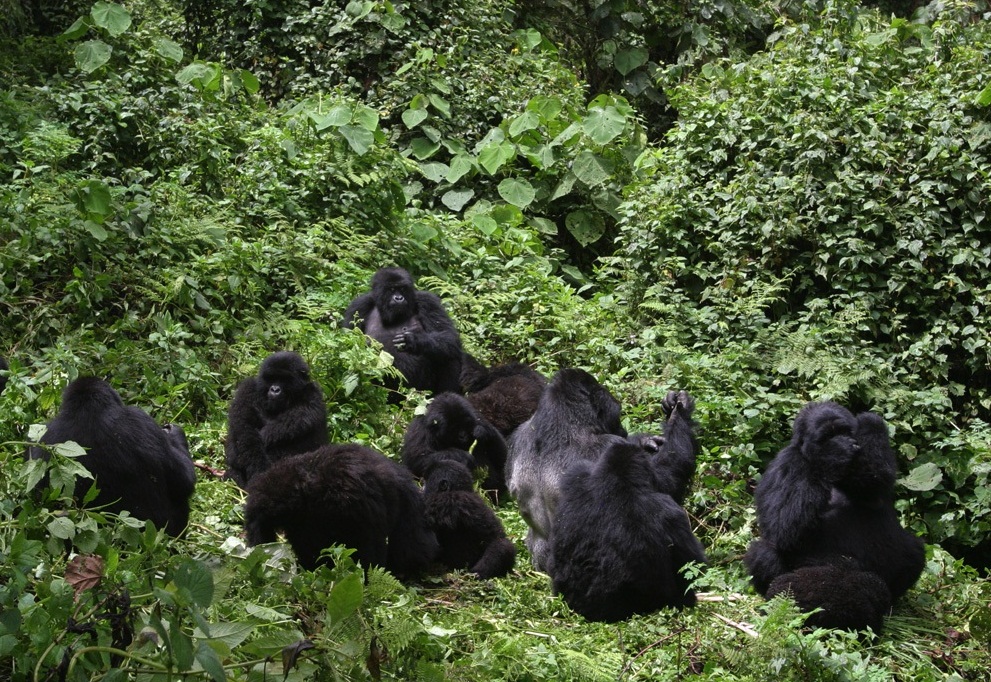 Gorilla Families in Rushaga
