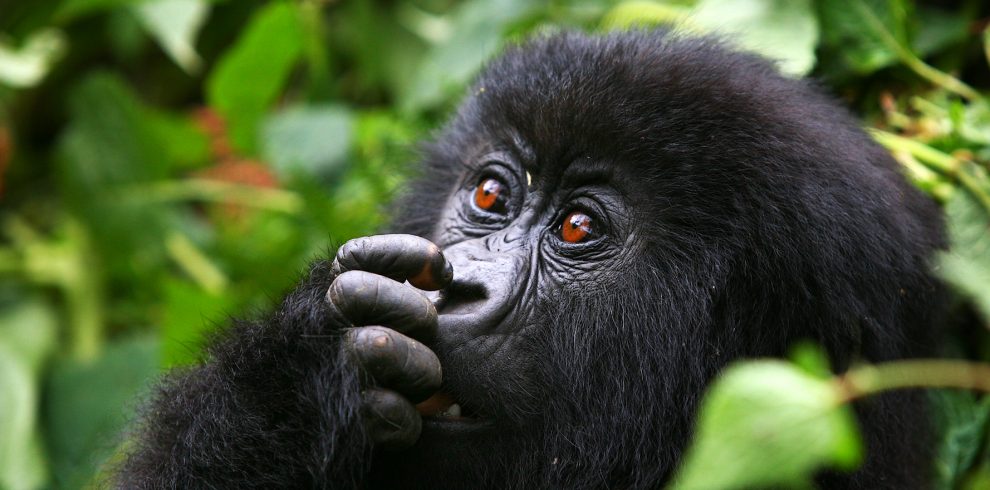 How Fit Is to Be for Gorilla Trekking Safaris