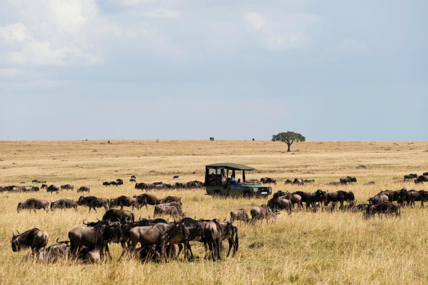 Amazing 8 Things to Do in Masai Mara National Reserve