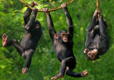 Best Chimpanzee Trekking Destination
