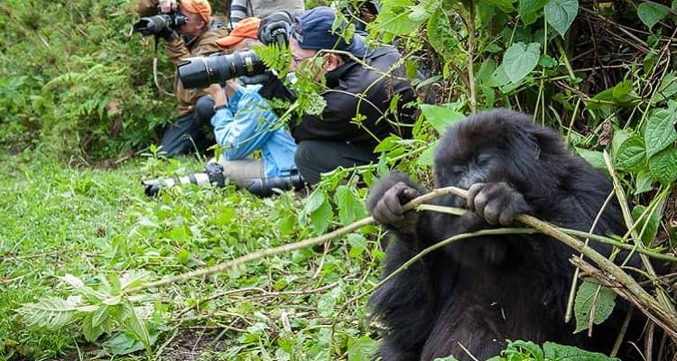 Mountain gorilla filming tour