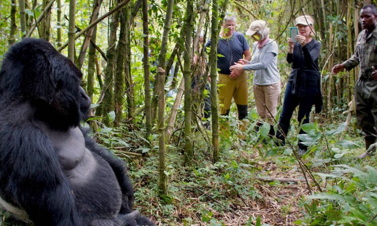 Tips To Make Your Gorilla Trekking More Adventurous 