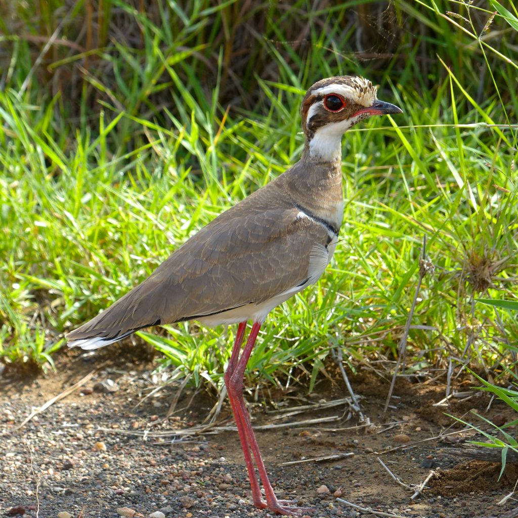 Bird Checklist in Meru National Park