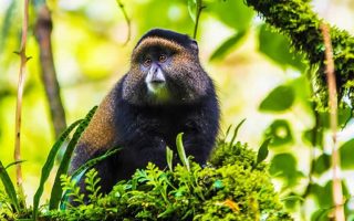4 Days Uganda Golden Monkey Habituation Safari